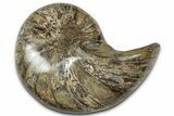 Cut & Polished Jurassic Nautilus Fossil (Half) - Madagascar #328071-1